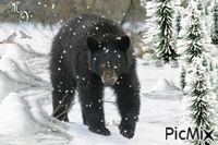 bear in the snow анимированный гифка