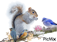 Ecureuil avec oisaux - Animovaný GIF zadarmo