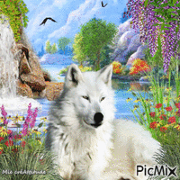 La nature & le loup :) - Gratis animerad GIF