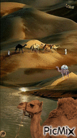 Al de agua en el oasis animovaný GIF