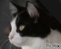 Amazing Cat animovaný GIF