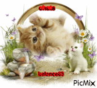 chats - Ingyenes animált GIF