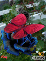 Kék rózsa - GIF animate gratis