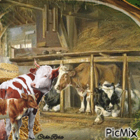 Concours : Les vaches à l'étable - GIF animado grátis