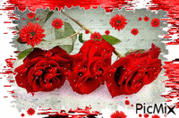trandafiri - Бесплатный анимированный гифка