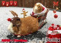 Guinea Pigs Christmas - Gratis animeret GIF