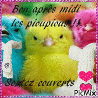 Poussin couleur Animated GIF