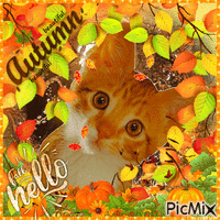 Autumn Cat - Free animated GIF