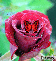 rózsa - Ilmainen animoitu GIF