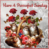 Have  A Purrrfect Sunday - Free animated GIF
