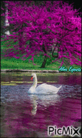 Lago - Безплатен анимиран GIF