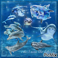 dolphins i guess - GIF animé gratuit