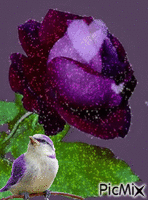 trandafir - Бесплатный анимированный гифка