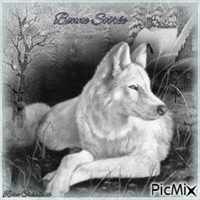 Concours : Loups - Art dans les tons gris