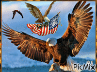 Eagle flys animovaný GIF
