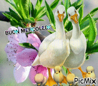 BUON MERCOLEDI' - 無料のアニメーション GIF