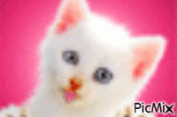 kitten - Gratis animerad GIF