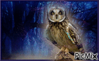 OWL animirani GIF
