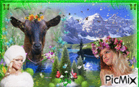 les belle de la montagne avec la chèvres alpine animovaný GIF