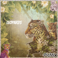 Leopards animovaný GIF