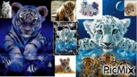 bébé tigre Animated GIF