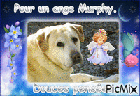 Petit ange Murphy. animasyonlu GIF