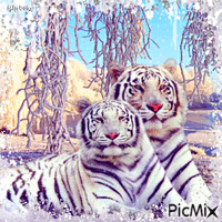 Tigers and winter/contest