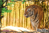 tigres анимиран GIF