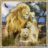 Weiße Löwenfamilie animeret GIF