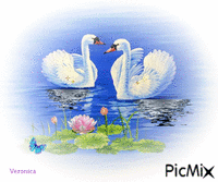 Swan in Love - Free animated GIF