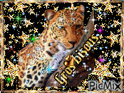 léopard1 GIF animé