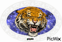tigre - GIF animado grátis