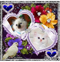 Two cute kittens. 动画 GIF