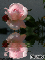 Rosa Suave - GIF animado grátis