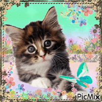 Cat and butterfly-contest - Animovaný GIF zadarmo