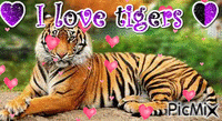 i love tigers - GIF animé gratuit