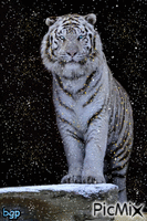 tigre blanc - GIF animé gratuit