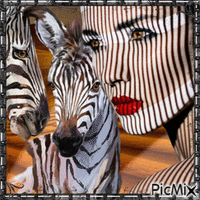 Zebra - GIF animado grátis