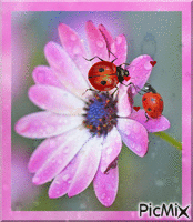 coccinelles Animated GIF