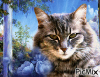 Amazing Cat geanimeerde GIF