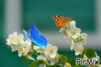 бабочки - Nemokamas animacinis gif