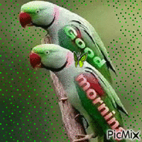 papagali - Gratis animeret GIF