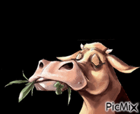 Cow animasyonlu GIF