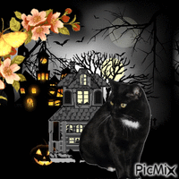 gatto strega - GIF animate gratis