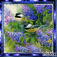 Birds in blue - Free animated GIF