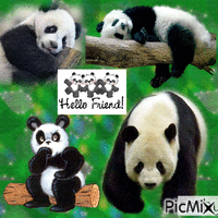 les pandas GIF animé