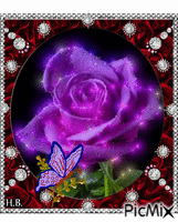 Lilac Rose. animēts GIF