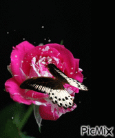 Schmetterling - Безплатен анимиран GIF