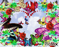 papillons GIF animata