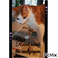 our daughters cat read the newspaper GIF animé